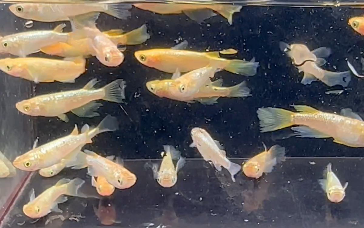 Matsui Gold Lame Medaka (松井秘密武器)