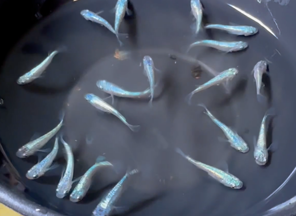 Neptune Medaka (海王星)