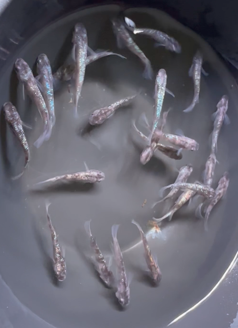 Waboku Seiko Medaka (和墨星光)