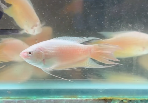 Platinum Apricot Paradise Fish