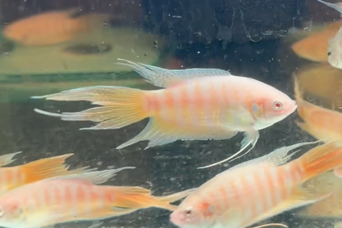 Albino Paradise Fish