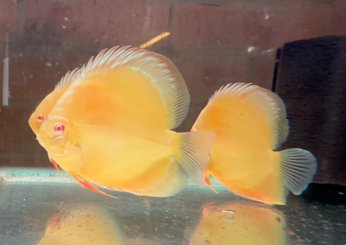 Albino Yellow Millenium Discus 9cm