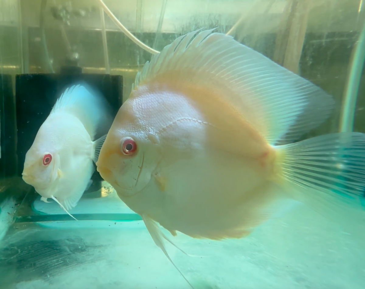 Albino Platinum Discus 8-9cm