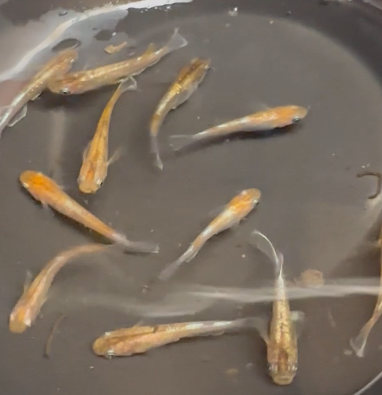 Shokogiku 小菊メダカ Medaka