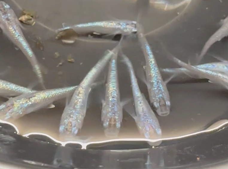 Reiwa Black Miyuki Sapphire Medaka