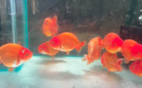 Load image into Gallery viewer, Orange Ranchu Goldfish (Release Date: 13 Nov 2025)
