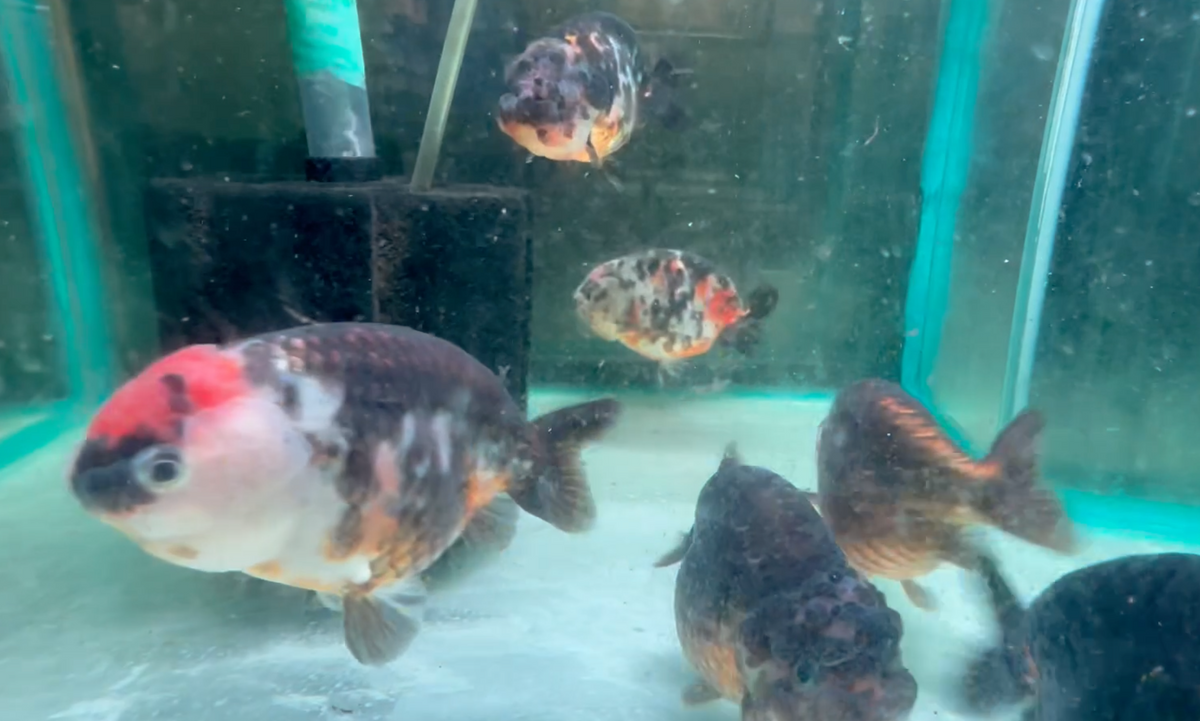 Black Calico Ranchu Goldfish (Release Date: 13 Nov 2025)