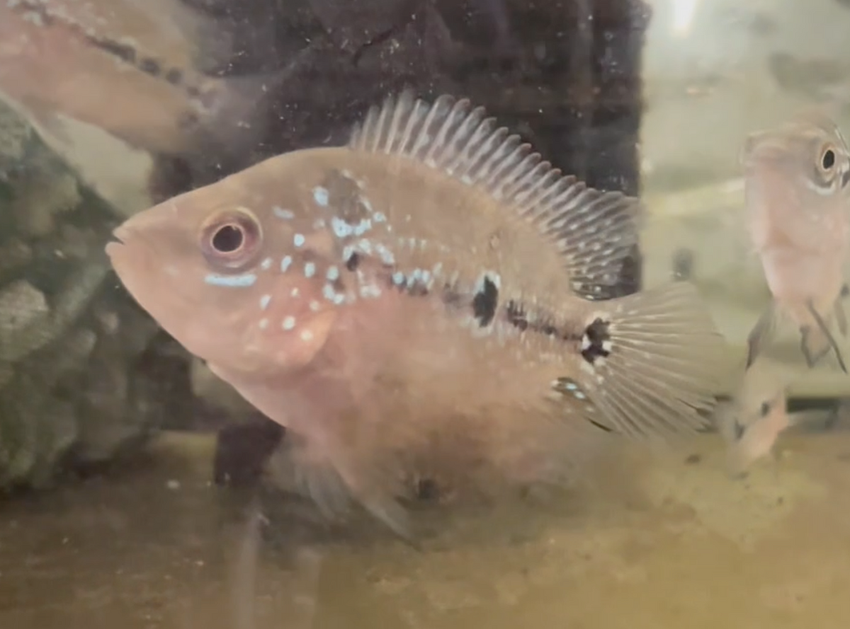 SRDx Kamfa Shortbody Flowerhorn Juveniles