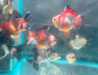 Load image into Gallery viewer, Assorted Short Body Short Tail Oranda  (Release Date: 13 Nov 2025)
