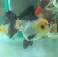 Load image into Gallery viewer, Assorted Short Body Short Tail Oranda  (Release Date: 13 Nov 2025)
