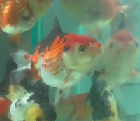 Load image into Gallery viewer, Assorted Short Body Short Tail Oranda  (Release Date: 13 Nov 2025)
