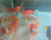 Load image into Gallery viewer, Bubble-Eye Goldfish (Release Date: 13 Nov 2025)
