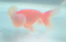Bubble-Eye Goldfish (Release Date: 13 Nov 2025)