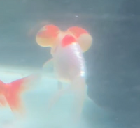 Load image into Gallery viewer, Bubble-Eye Goldfish (Release Date: 13 Nov 2025)

