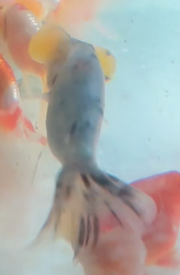 Load image into Gallery viewer, Bubble-Eye Goldfish (Release Date: 13 Nov 2025)
