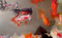 Load image into Gallery viewer, Butterfly Telescope Goldfish (Release Date: 13 Nov 2025)

