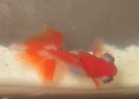 Load image into Gallery viewer, Butterfly Telescope Goldfish (Release Date: 13 Nov 2025)
