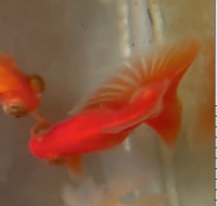 Load image into Gallery viewer, Butterfly Telescope Goldfish (Release Date: 13 Nov 2025)
