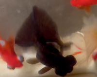 Load image into Gallery viewer, Butterfly Telescope Goldfish (Release Date: 13 Nov 2025)
