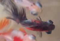 Load image into Gallery viewer, Butterfly Telescope Goldfish (Release Date: 13 Nov 2025)
