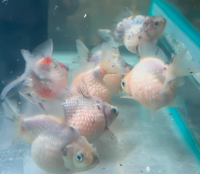 Load image into Gallery viewer, Pearlscale Ping Pong Goldfish (Release Date: 13 Nov 2025)
