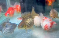 Load image into Gallery viewer, Pearlscale Ping Pong Goldfish (Release Date: 13 Nov 2025)

