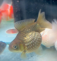 Load image into Gallery viewer, Pearlscale Ping Pong Goldfish (Release Date: 13 Nov 2025)
