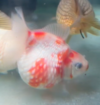 Load image into Gallery viewer, Pearlscale Ping Pong Goldfish (Release Date: 13 Nov 2025)
