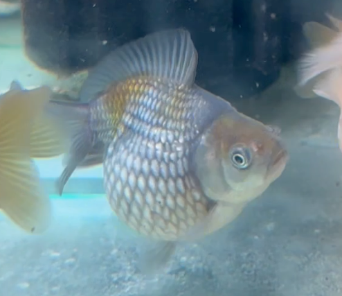 Pearlscale Ping Pong Goldfish (Release Date: 13 Nov 2025)