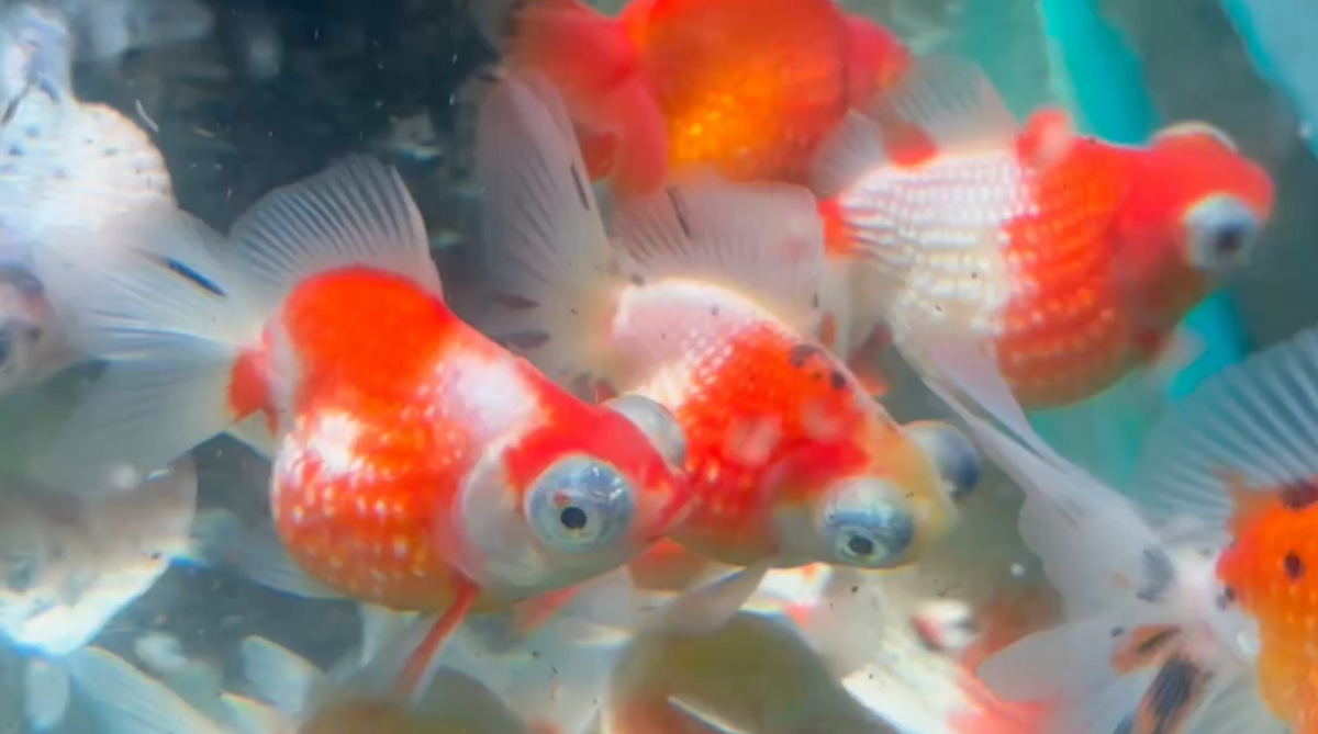 Red White Dragon Eye Pearlscale  Goldfish (Release Date: 13 Nov 2025)