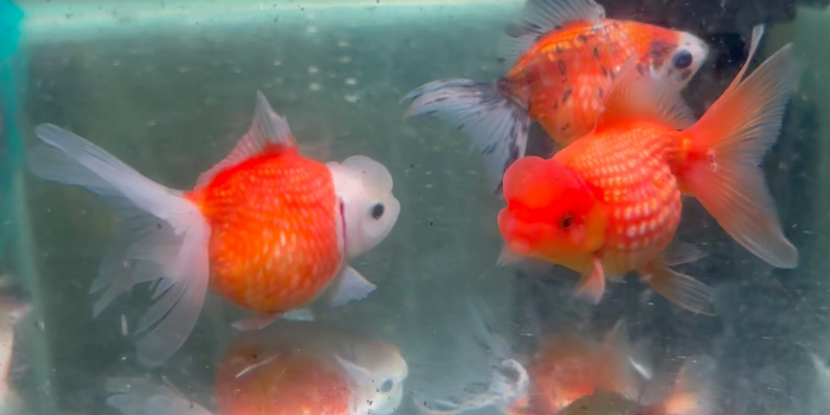 Red White Crown Pearlscale Goldfish (Release Date: 13 Nov 2025)