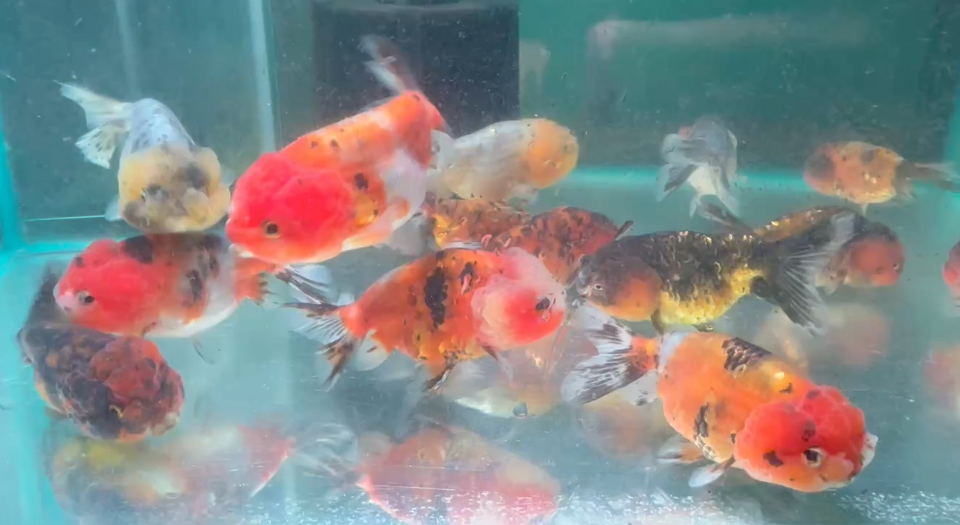 Cat Lionhead Ranchu Goldfish (Release Date: 13 Nov 2025) (猫狮)