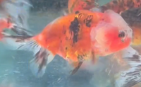 Load image into Gallery viewer, Cat Lionhead Ranchu Goldfish (Release Date: 13 Nov 2025) (猫狮)
