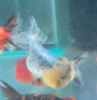 Load image into Gallery viewer, Cat Lionhead Ranchu Goldfish (Release Date: 13 Nov 2025) (猫狮)
