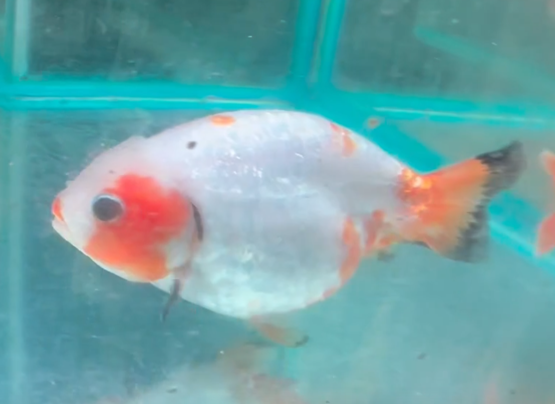 Red White Ranchu Goldfish (Release Date: 13 Nov 2025)