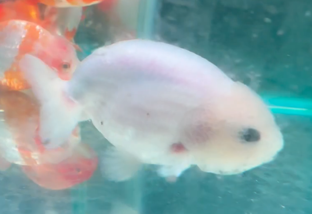 White Ranchu Goldfish (Release Date: 13 Nov 2025)