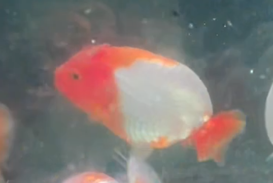 Red White Ranchu Goldfish (Release Date: 13 Nov 2025)