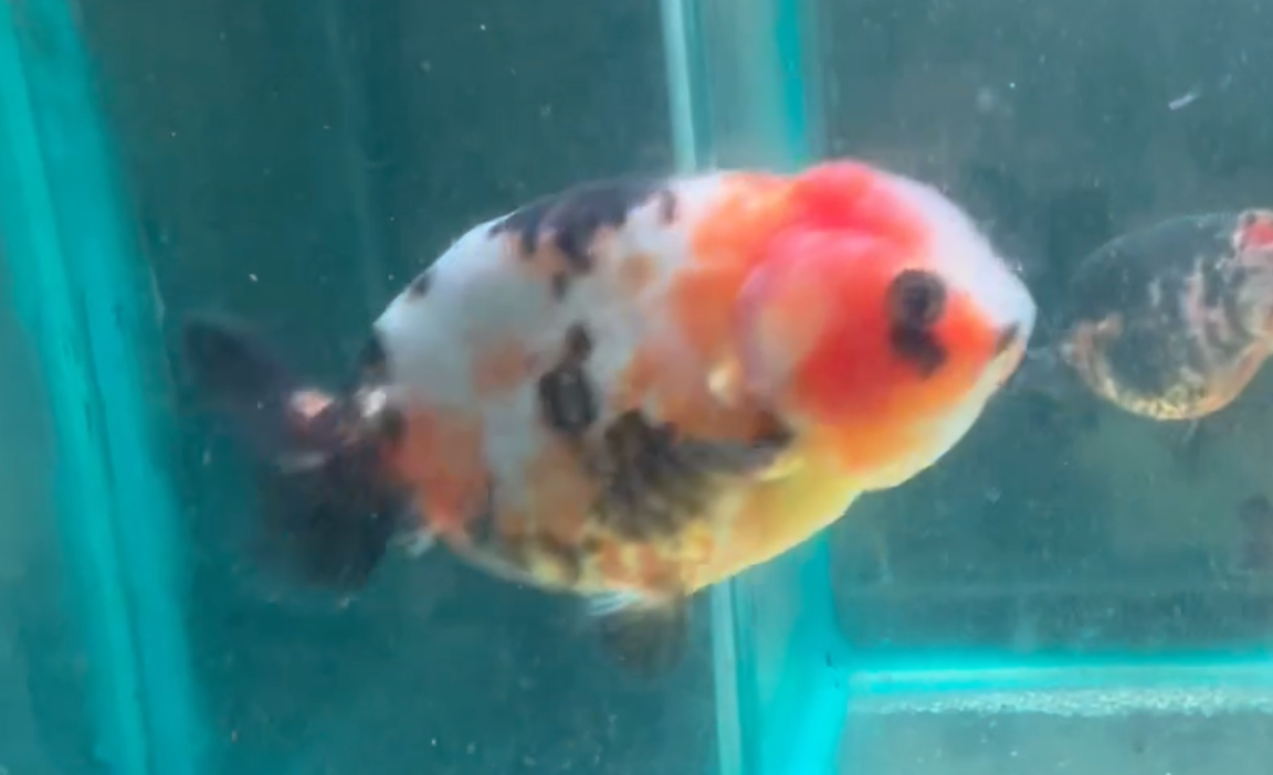 Calico Ranchu Goldfish (Release Date: 13 Nov 2025)