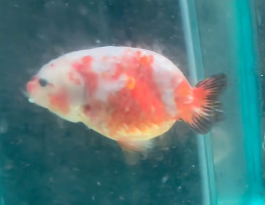 Sakura Ranchu Goldfish (Release Date: 13 Nov 2025)