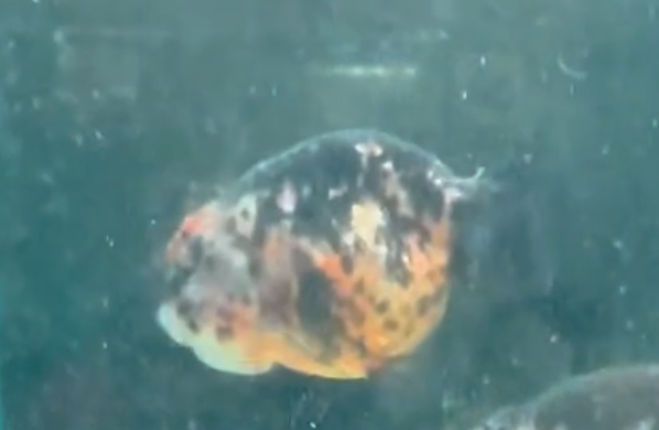 Calico Ranchu Goldfish (Release Date: 13 Nov 2025)