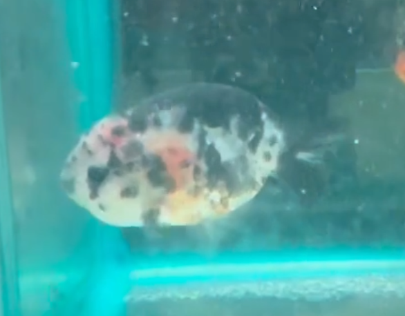 Calico Ranchu Goldfish (Release Date: 13 Nov 2025)