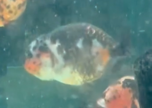 Calico Ranchu Goldfish (Release Date: 13 Nov 2025)