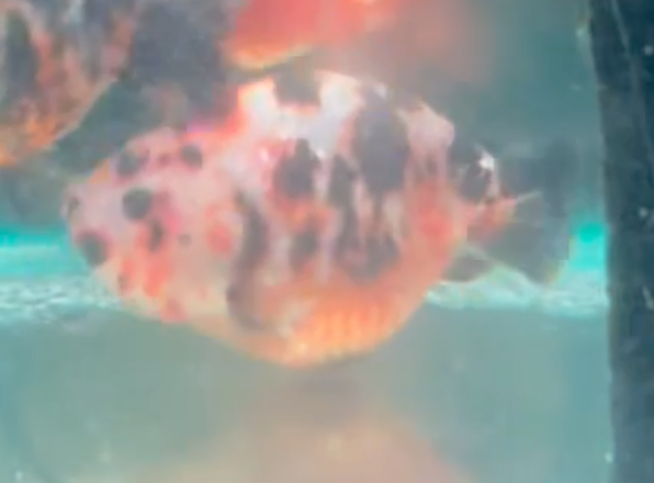 Calico Ranchu Goldfish (Release Date: 13 Nov 2025)