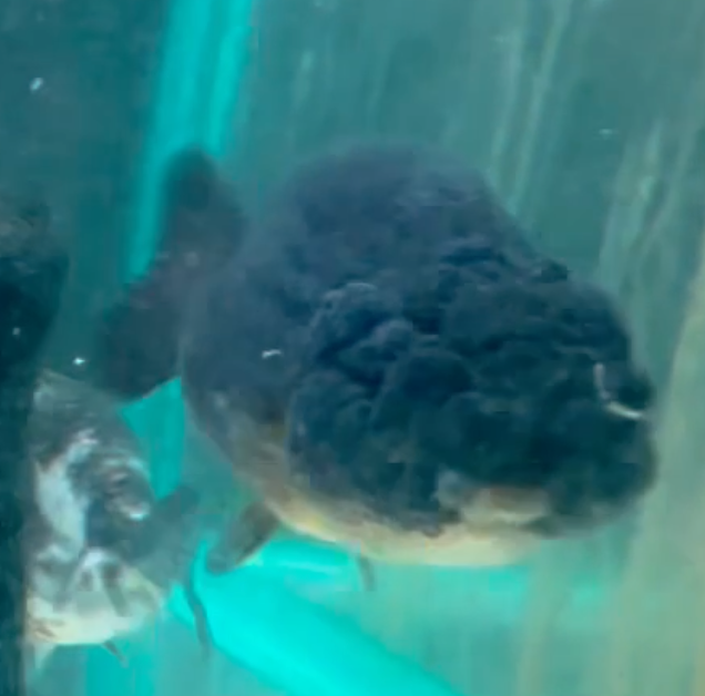 Black Ranchu Goldfish (Release Date: 13 Nov 2025)