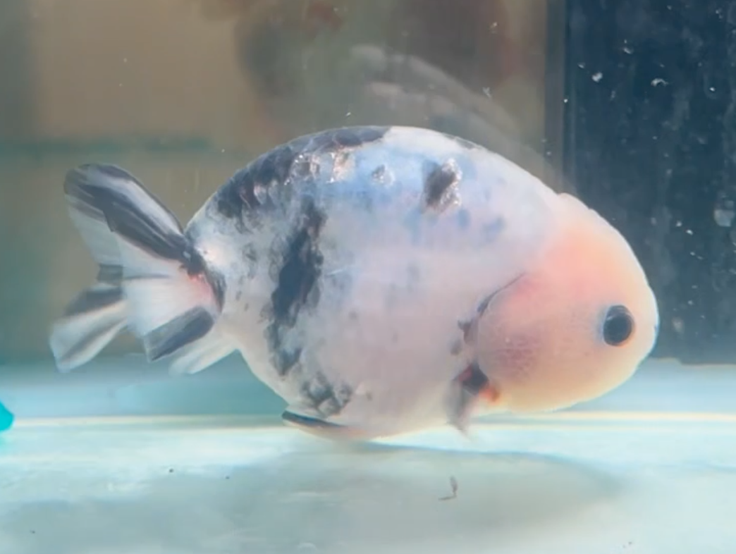 Milk Cow Ranchu Goldfish (Release Date: 13 Nov 2025)