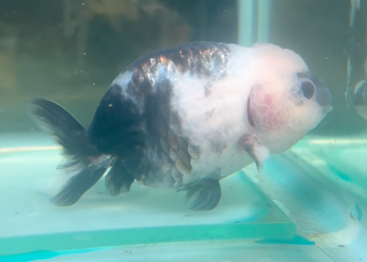 Milk Cow Ranchu Goldfish (Release Date: 13 Nov 2025)