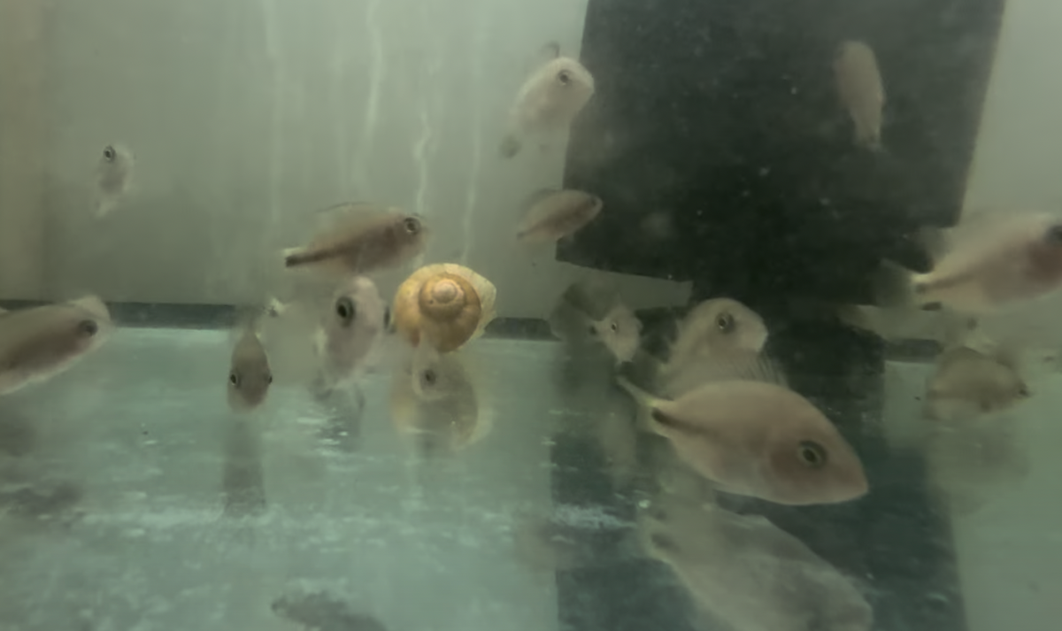 Vieja Hartweji Juvenile