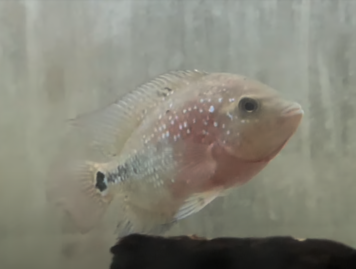 Kamfa F1 Cichlid