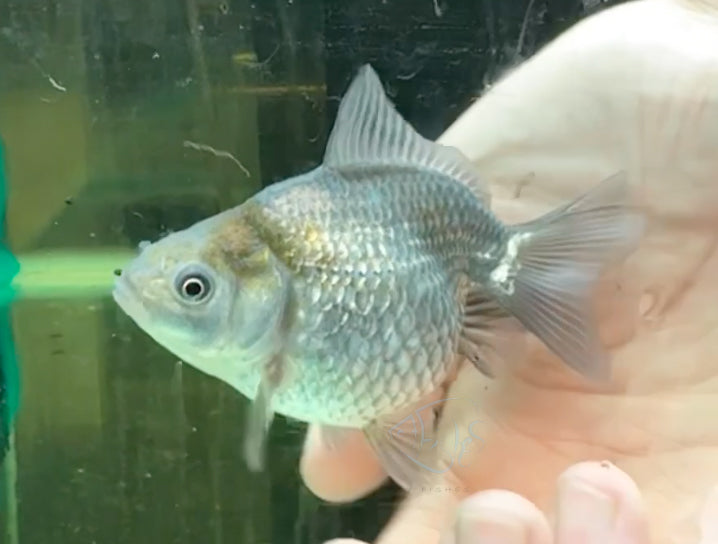 Blue Pearlscale Ping Pong Goldfish