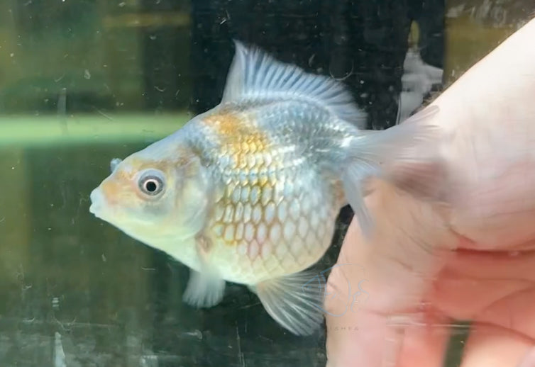 Blue Pearlscale Ping Pong Goldfish